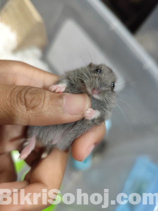 ক্যাম্পবেল ডুয়ারফ হ্যামস্টার।